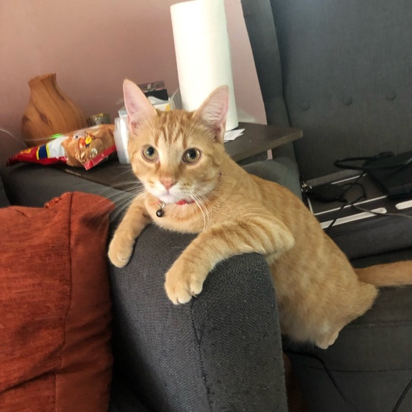 Meet your Posher, Geline - Picture 7 of 8